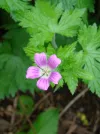Geranium-sylvaticum-Ray's-Pink
